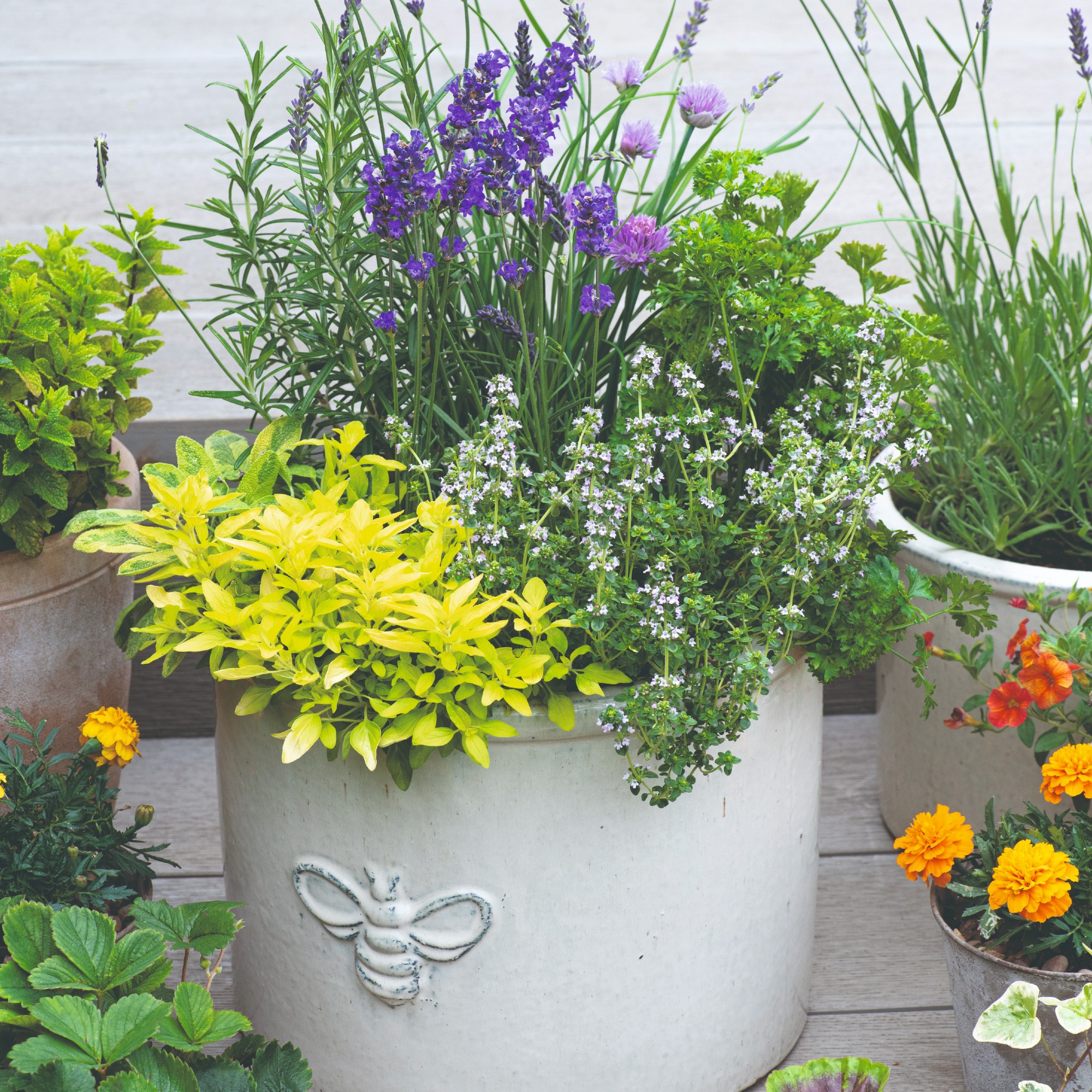 Garden plant pots with a mix of plants including rosemary and lavender