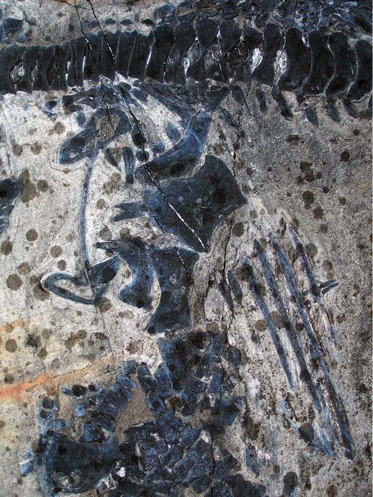 In Images Graveyard of Ichthyosaur Fossils in Chile Live Science