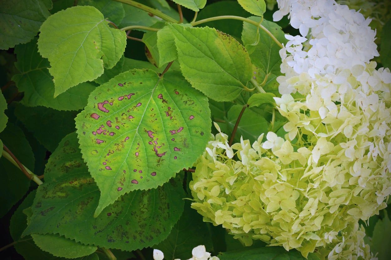 Brown Spots On Hydrangea Leaves