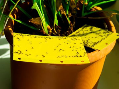 Two yellow sticky traps in a potted plant are covered in tiny bugs