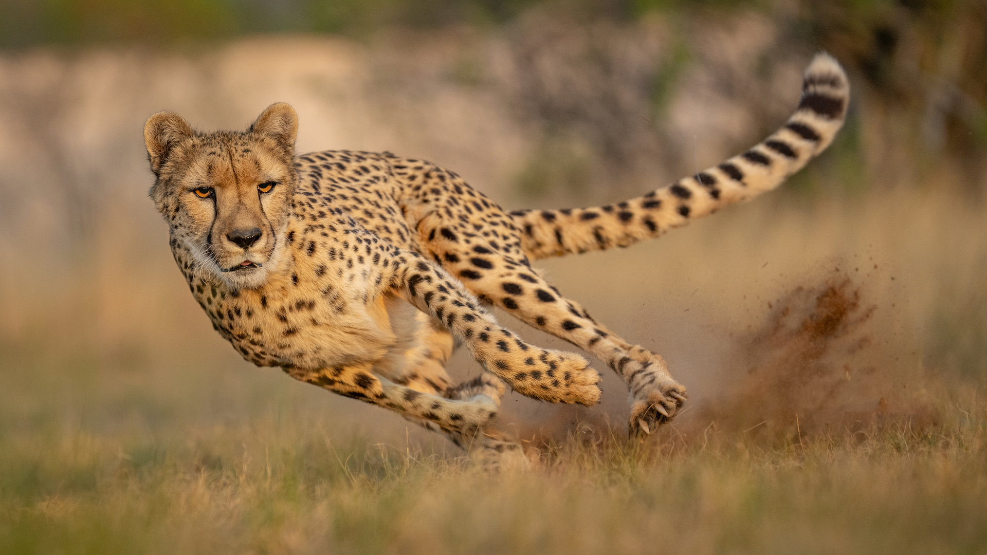 A photograph of a running cheetah