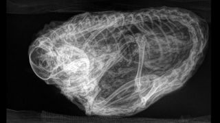 An X-ray image of the balled up squirrel.