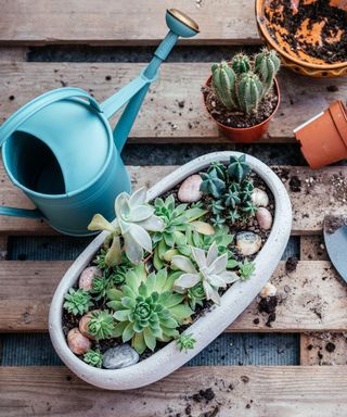 Transplanting succulents and cactuses at home garden,