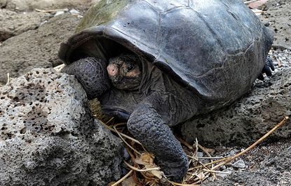 A rare tortoise found in the Galapagos Islands.