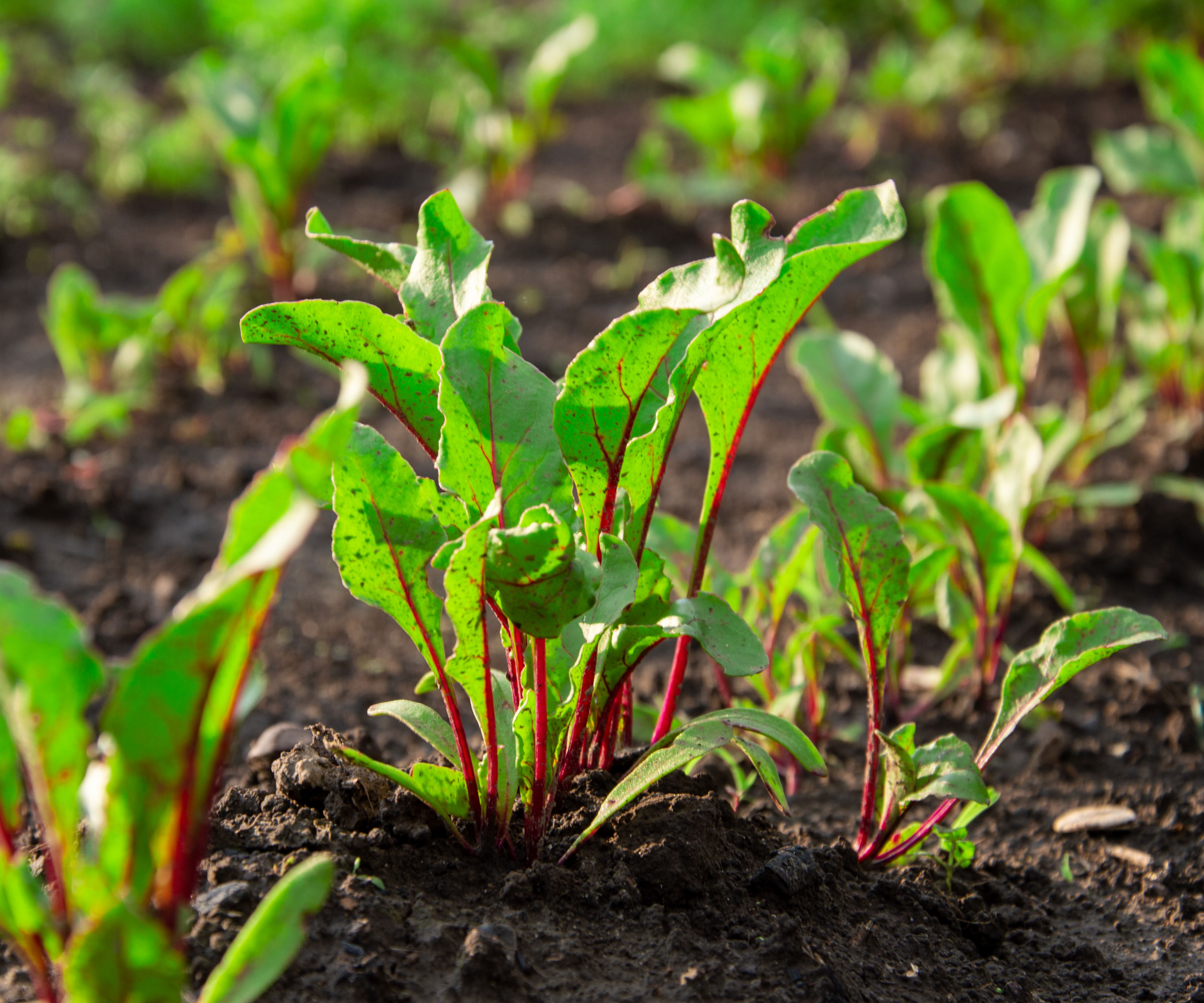 beetroot seedlings growing in soil