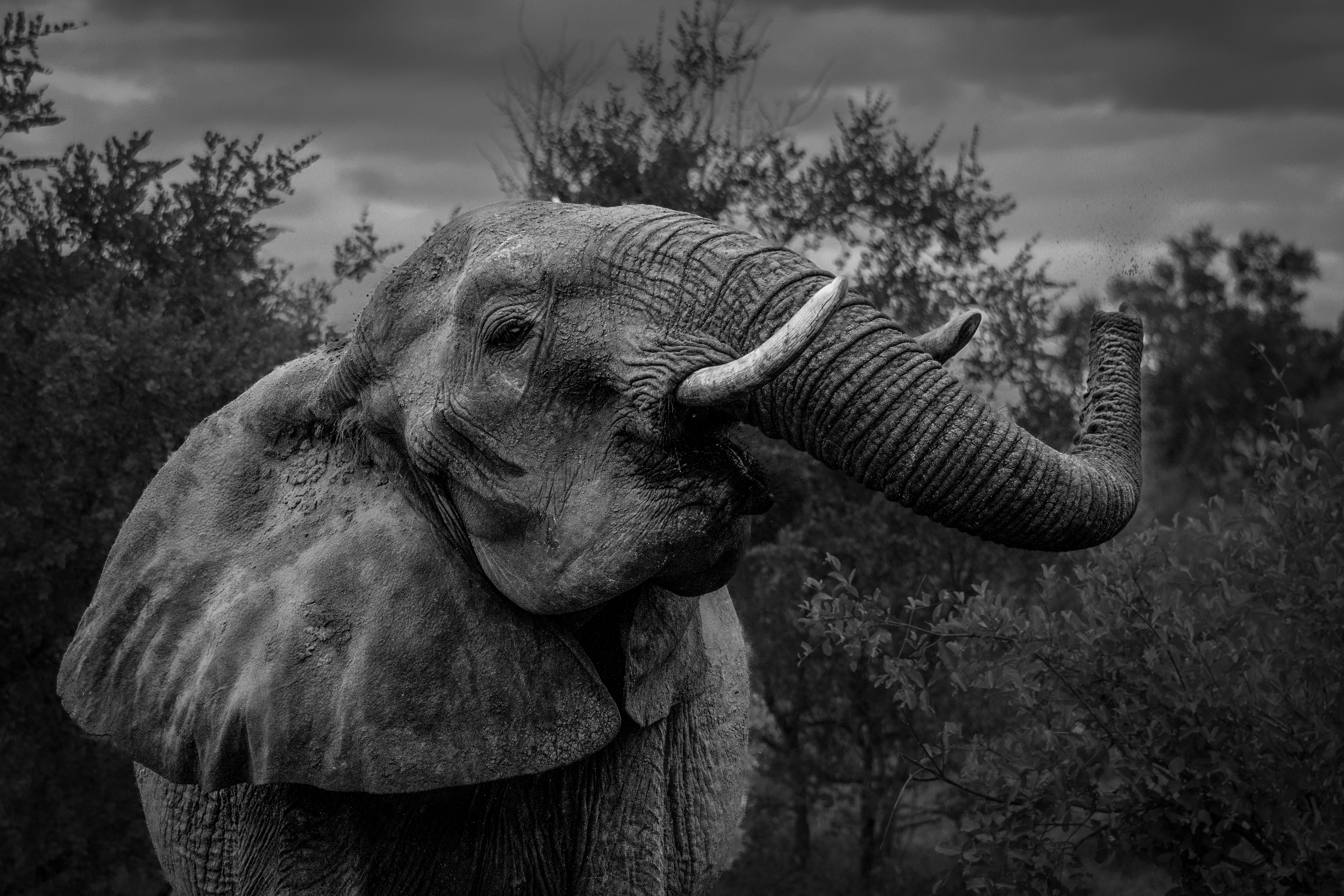 GuruShots - Monochrome Moments Jan 26