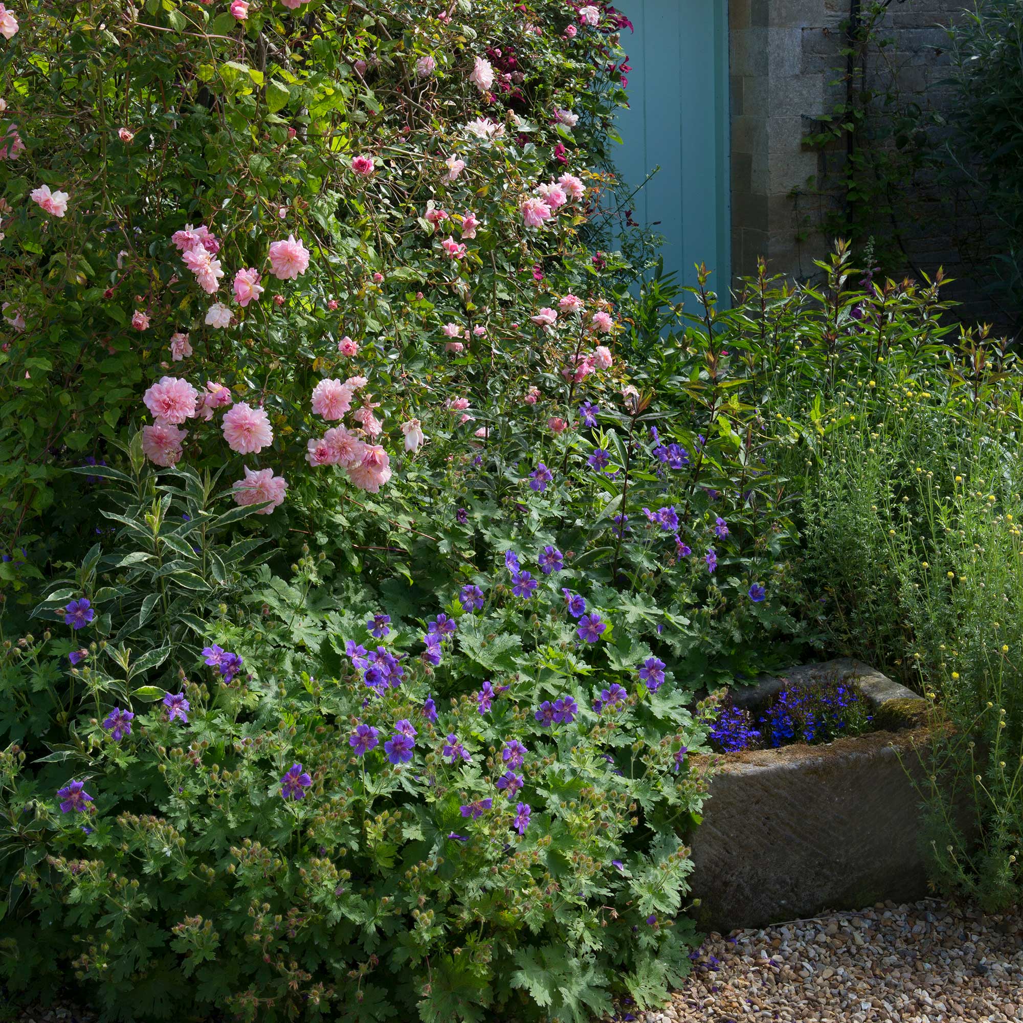 geraniums growing beside roses in a summer garden near a doorway