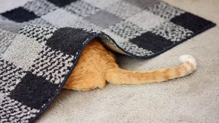 A cat hides under a rug with its butt sticking out.