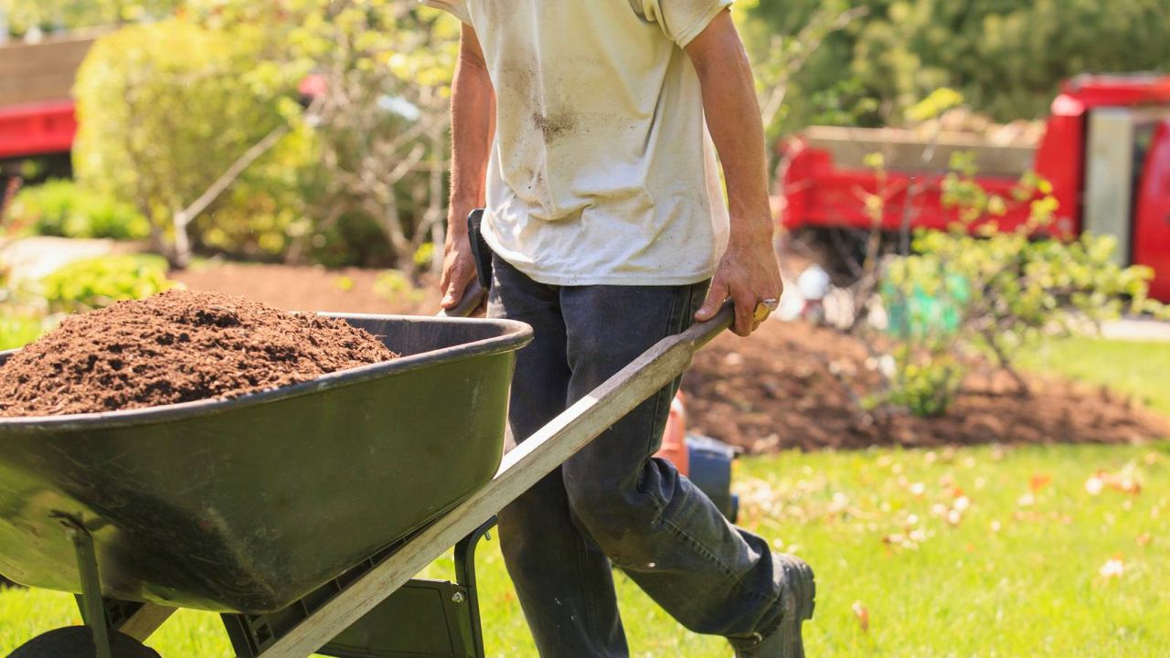 Male gardener with wheelbarrow full of mulch