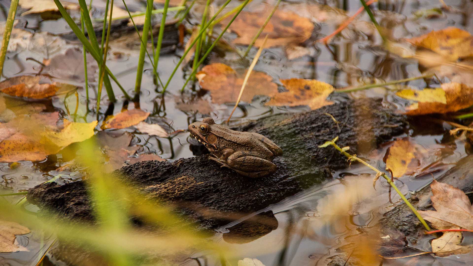 frog in pond in autumn