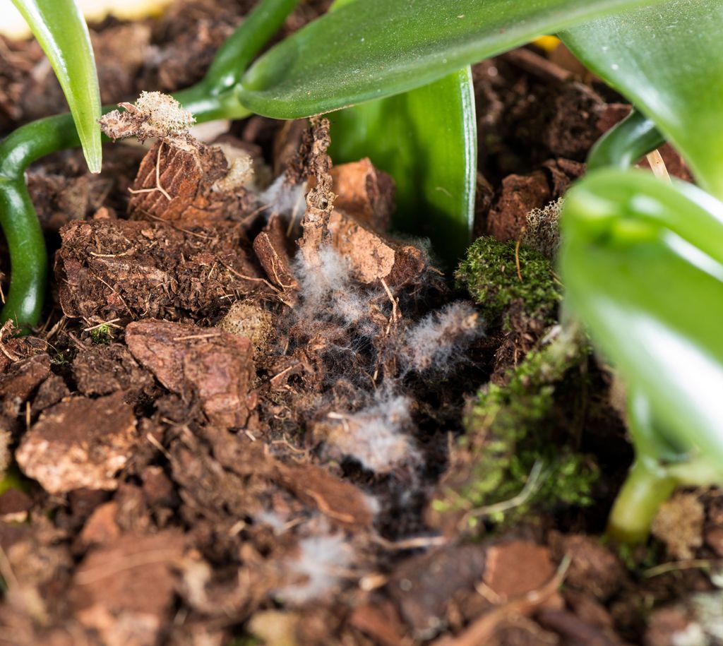 How to treat mold on houseplant soil expert hacks to try Livingetc