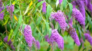Close-up image of the beautiful summer flowering Buddleja, or Buddleia best cottage garden plant