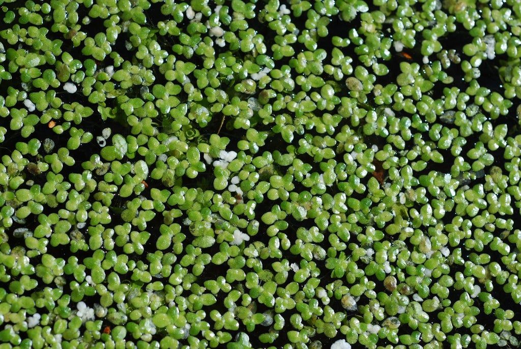 Duckweed Plant