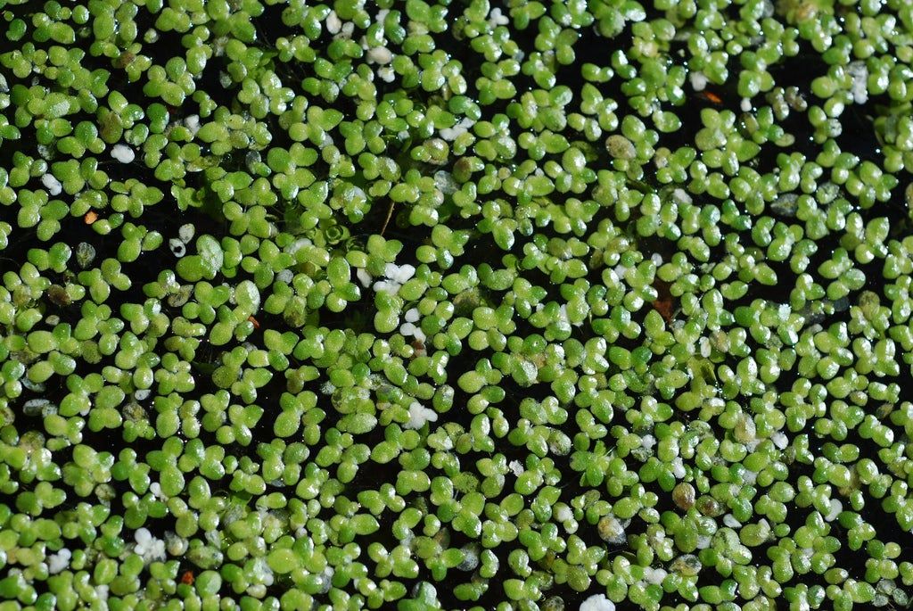 Duckweed Control How To Get Rid Of Duckweed Gardening Know How