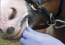 horseswab1.jpg