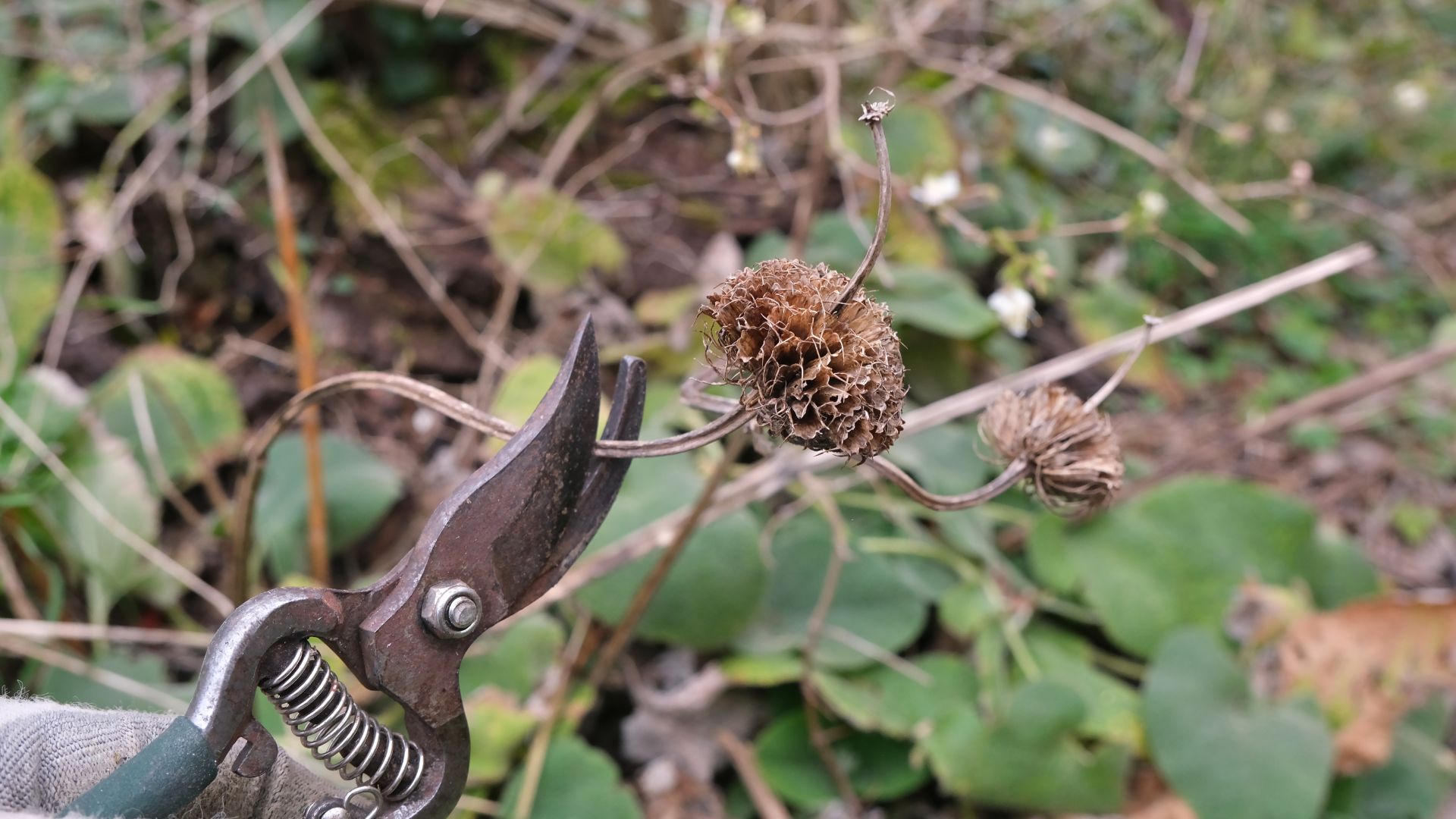 picture of person deadheading plant in garden with secateurs