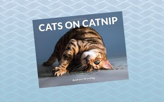 "Cats on Catnip," by Andrew Marttila (June 19)