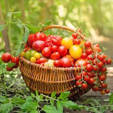 Different types of tomatoes freshly harvested from the vegetable garden