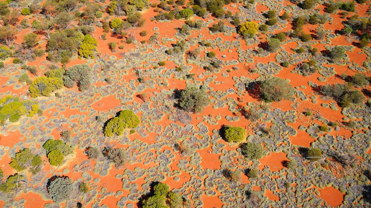 The active formation of nearly circular grassland gaps (fairy circles), as seen from a helicopter. 