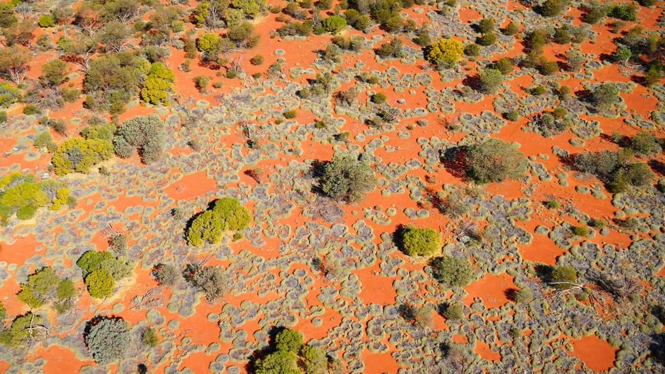 It's not magic: Mysterious 'fairy circles' are built by grasses