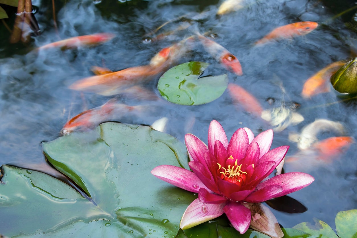 Koi Proofing Pond Plants: How To Keep Plants Safe From Koi Fish