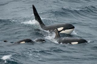 A pod of orca swimming in the ocean
