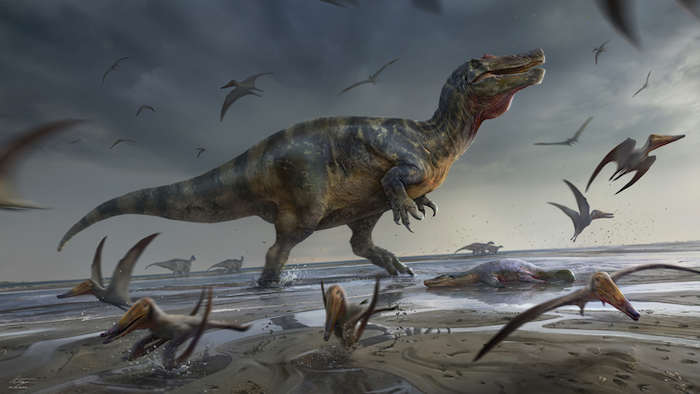 An artist&#039;s impression of the gigantic spinosaurid, which stalked lagoonal waters and sandflats in search of prey.