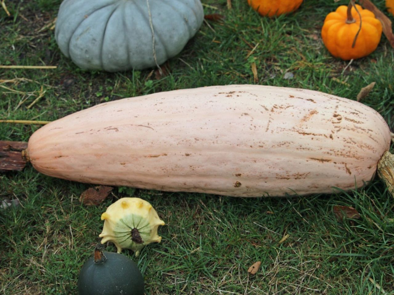 Banana Squash