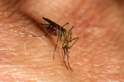 CDC investigates 14 US Zika virus reports. 