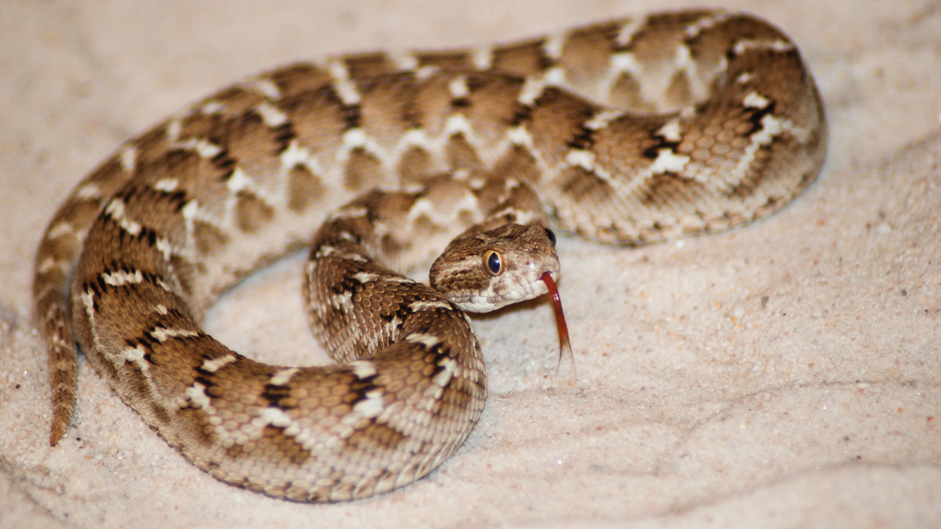 a saw-scaled viper flicking its tongue coiled up on sand
