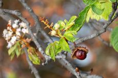 Horse Chestnut Plant