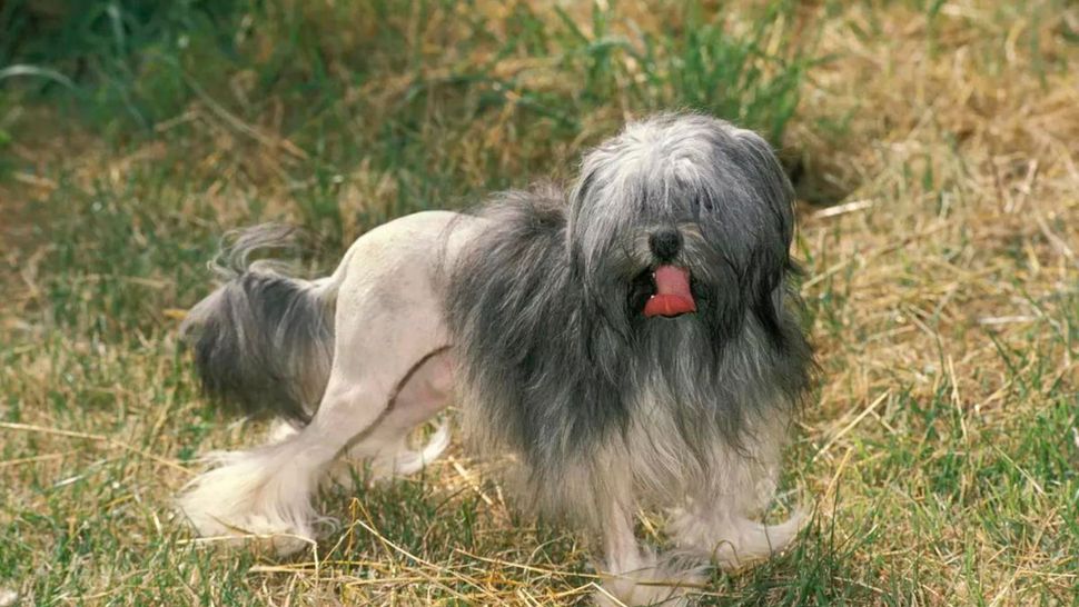 rarest-dog-breeds-25-canine-companions-you-ve-probably-never-heard-of