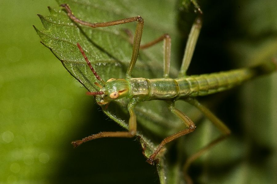 Tree lobster nymph