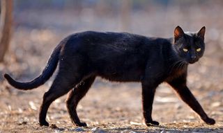 Black cat crossing path.