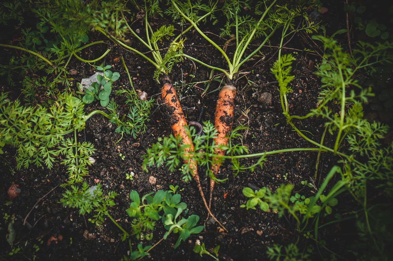 Carrot companion planting the best plants to grow with carrots Homes