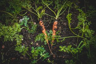 companion planting carrots unsplash jonathan kemper