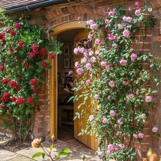 how to create an eco-friendly garden: Mortimer Sackler climbing rose