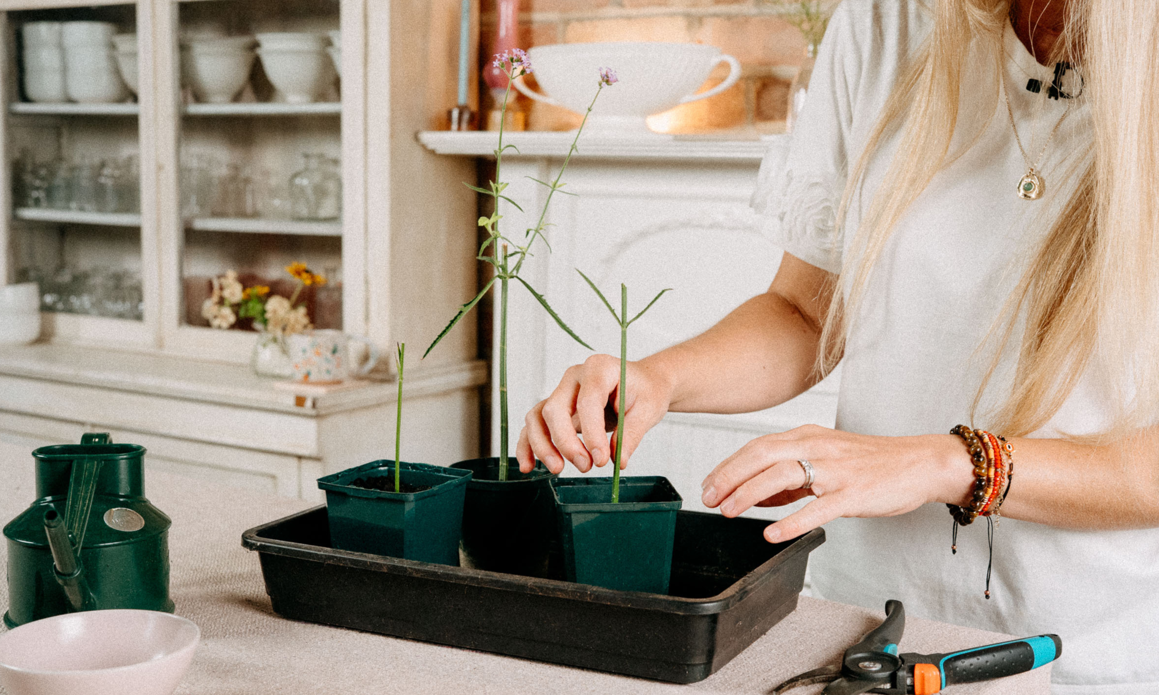 Hands placing Verbena bonariensis cuttings in green plastic pots