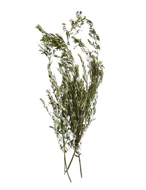 Fresh Large Olive Leaf Branches