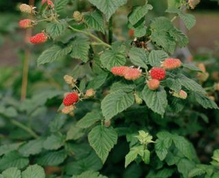 growing fruit in pots: raspberries