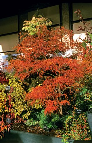 acer with red leaves