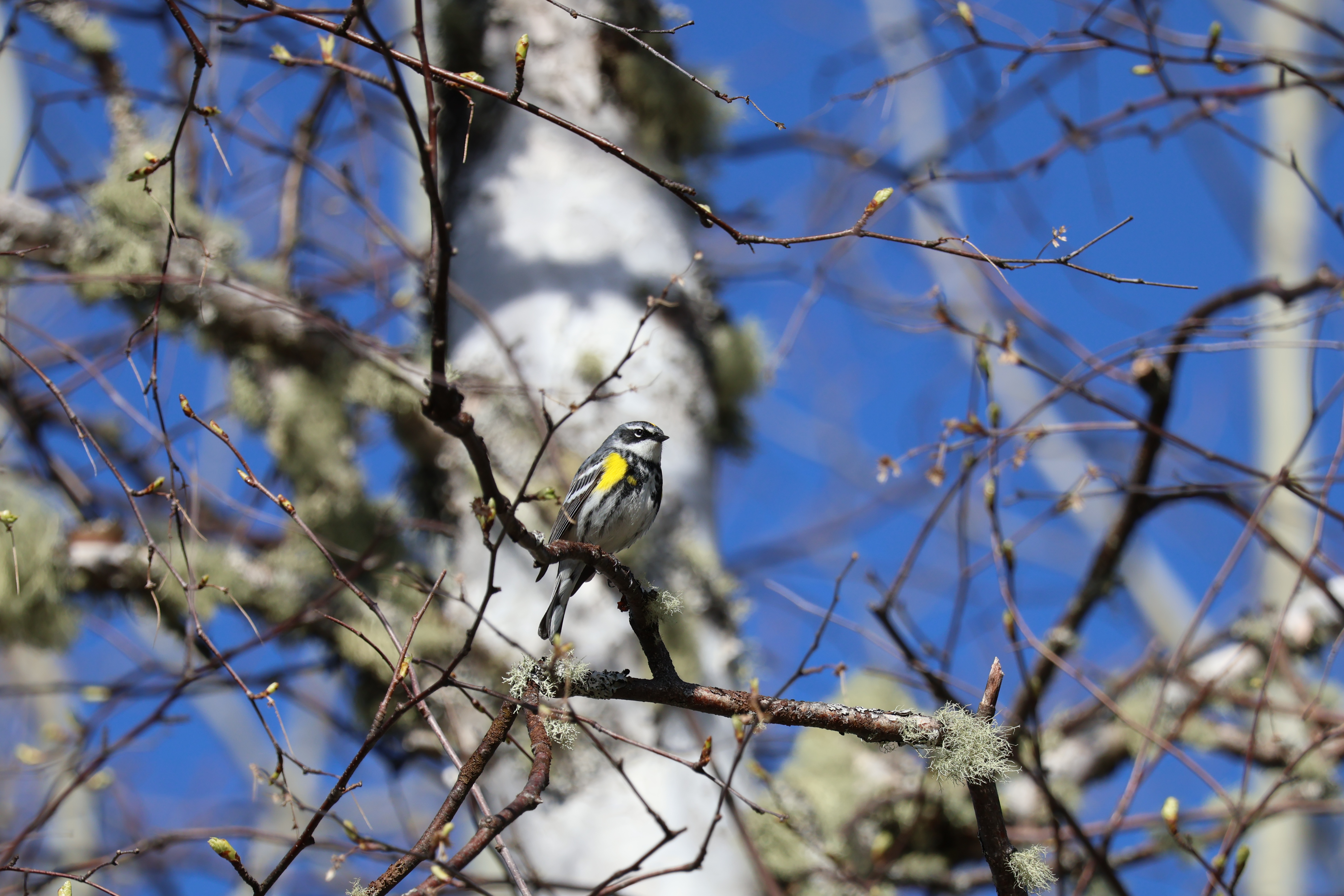 Wildlife photography samples taken with the Canon EOS R10