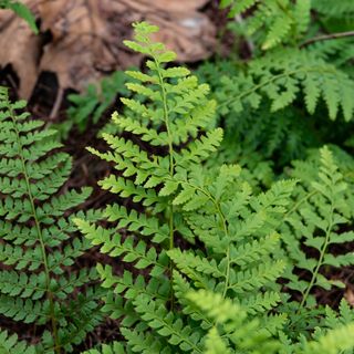 Soft shield fern close up