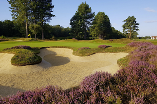 Ipswich Golf Club pictured with the heather in bloom