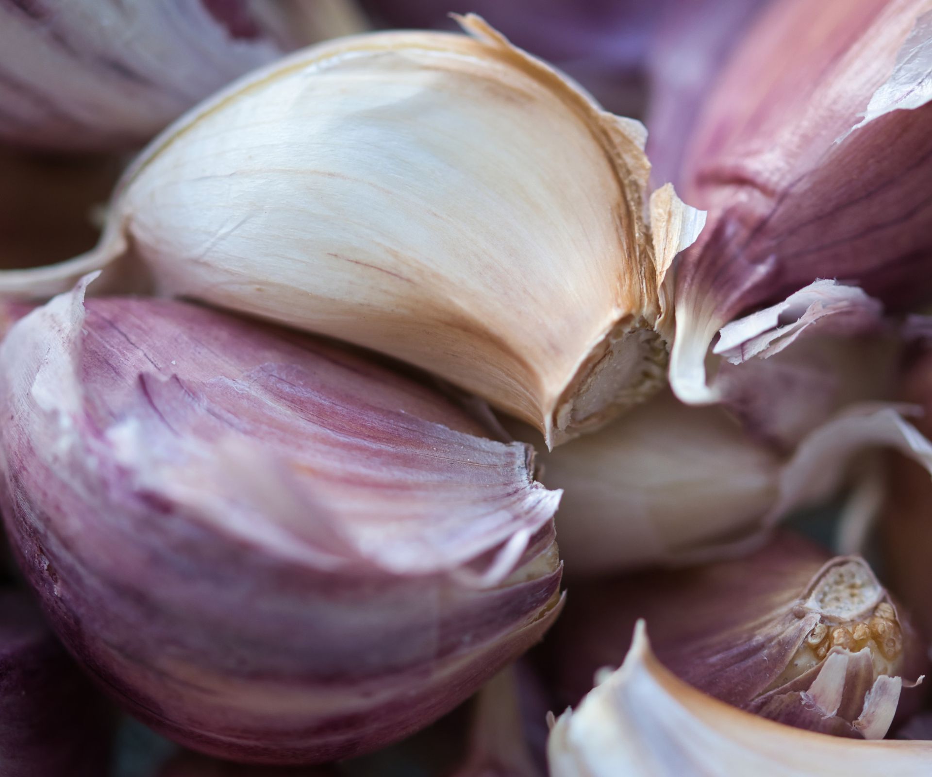 A garlic bulb separated in cloves up-close