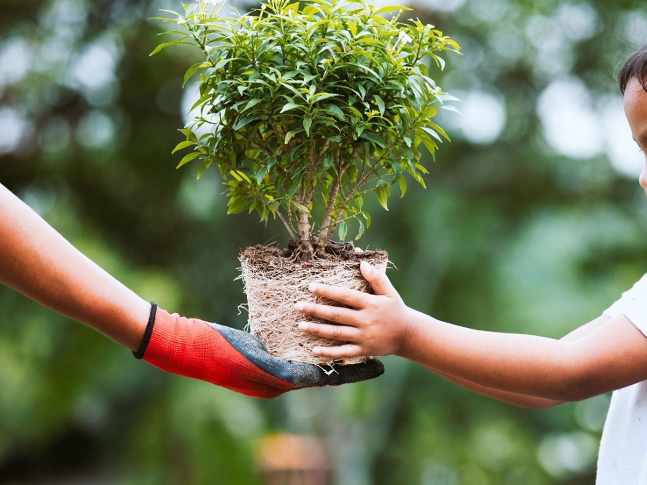 Gardener Handing A Plant To A Child