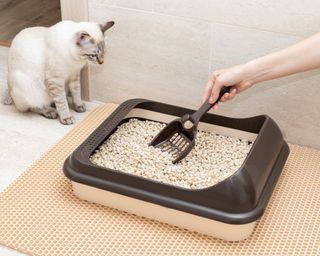 Female hand cleaning cat litter box with shovel at home