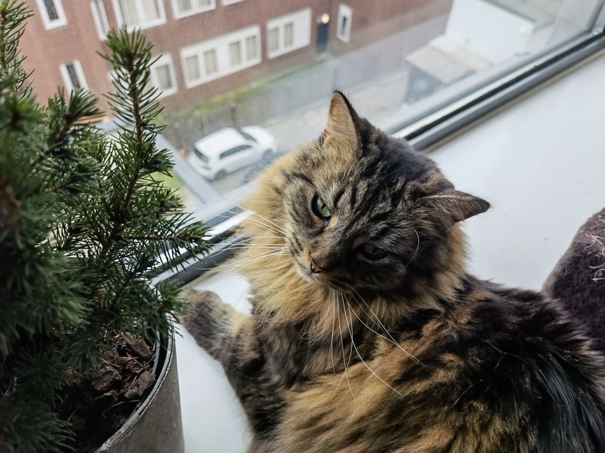 Huawei Mate X2 camera sample