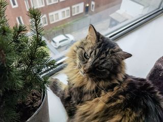 Huawei Mate X2 camera sample