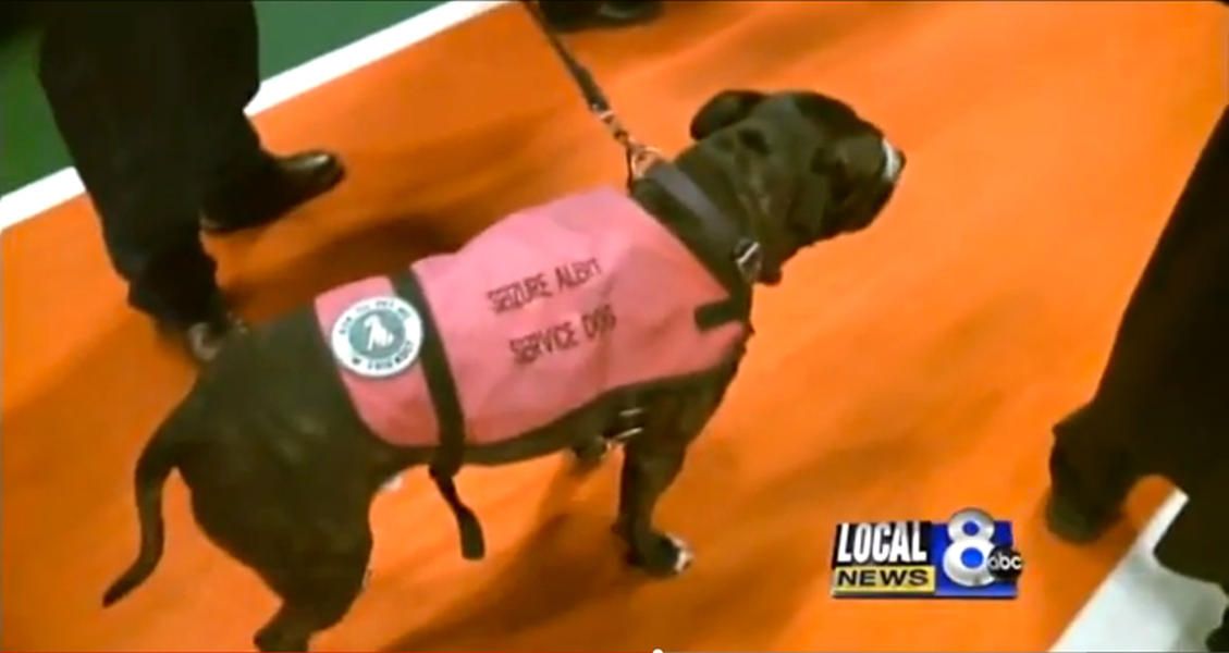 Faithful service dog walks in deceased owner&amp;#039;s place during graduation